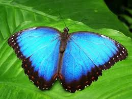 mariposa azul en hoja de planta